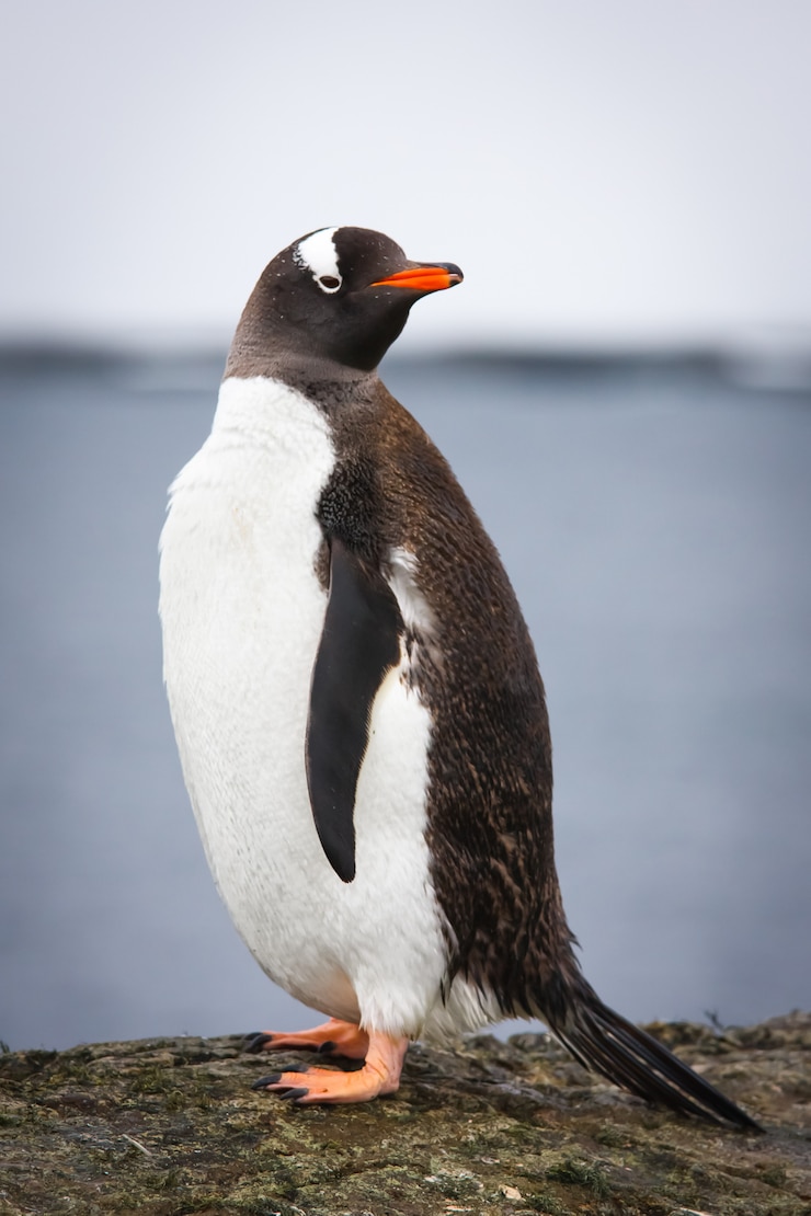 Photo pingouins en antarctique