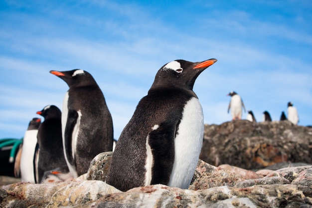 Pingouins en Antarctique