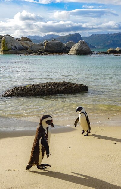 Photo des pingouins assis sur la plage contre le ciel