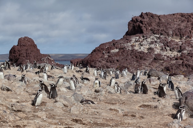 pingouins assis sur la plage rocheuse