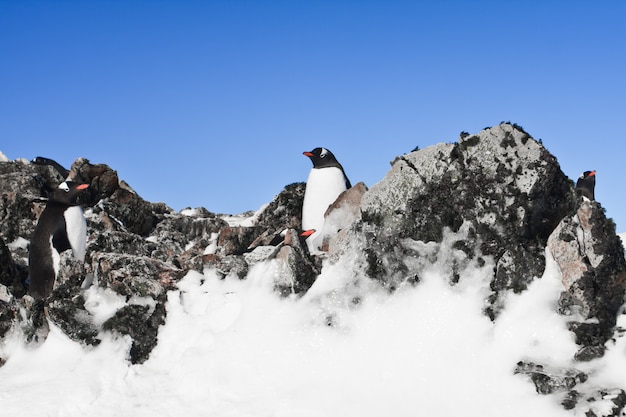 Pingouins au repos