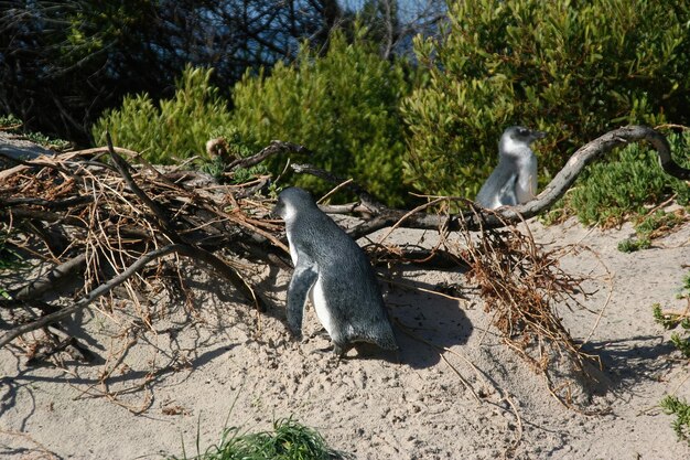 Pingouins Cape Town Afrique du Sud