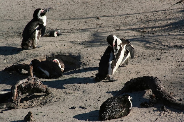 Pingouins Cape Town Afrique du Sud