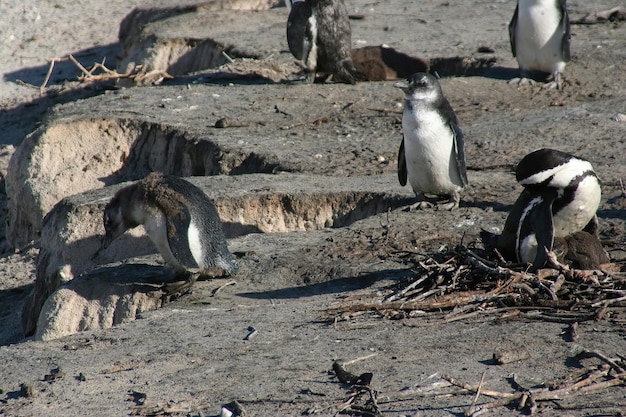 Pingouins Cape Town Afrique du Sud