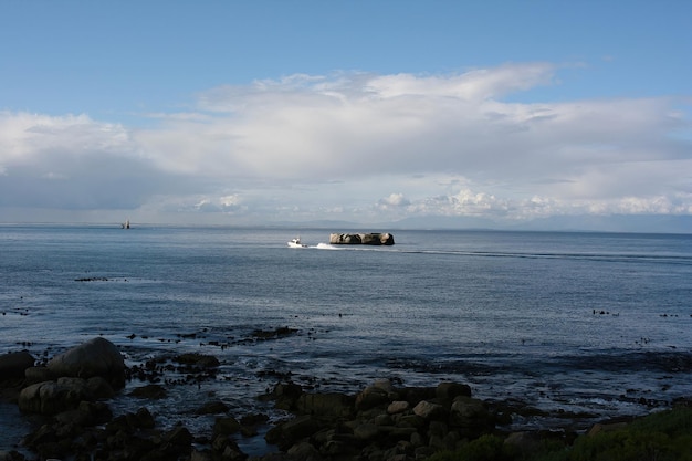 Pingouins Cape Town Afrique du Sud