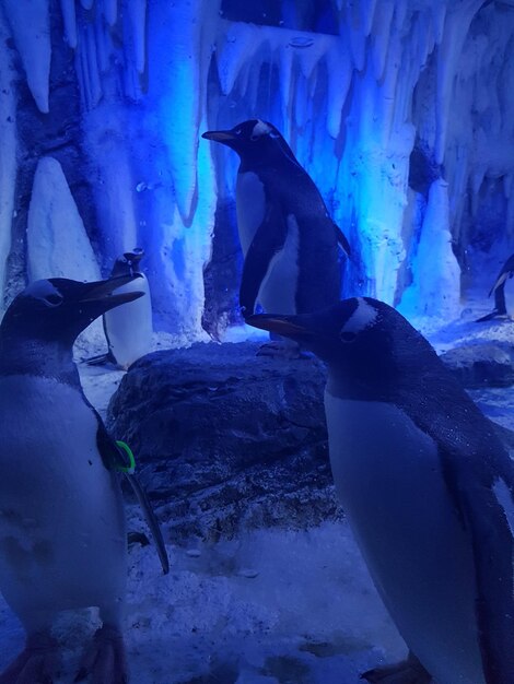 Photo les pingouins dans la grotte