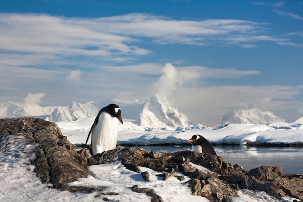 pingouins dans un paysage enneigé