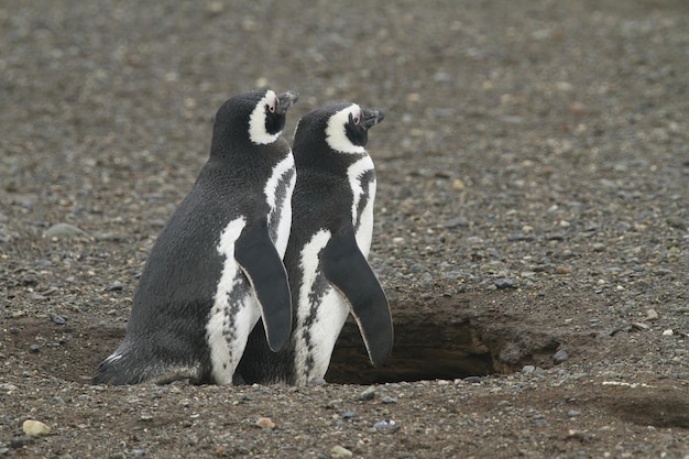 Pingouins à Isla Magdalena Chili