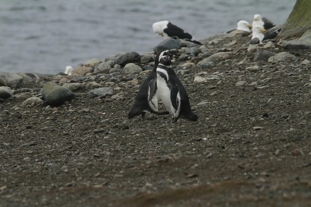 Pingouins à Isla Magdalena Chili