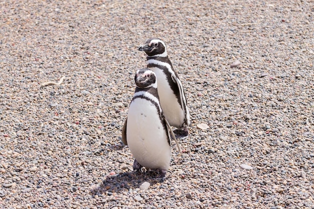 Pingouins de Magellan Colonie de manchots de Punta Tombo Patagonie