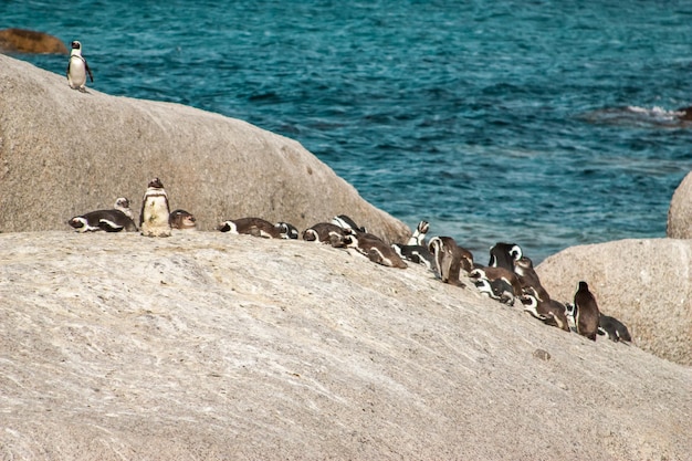 Photo des pingouins sur la plage de l'océan atlantique en afrique du sud au cap