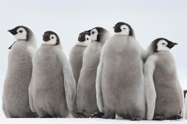 Les pingouins sur une terre couverte de neige