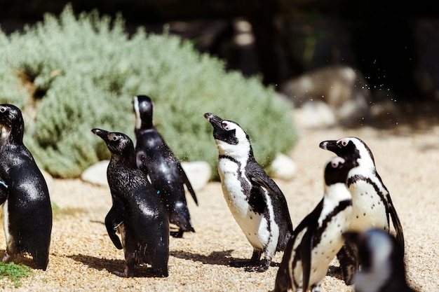 Pingouins tropicaux sur la plage près de la piscine, pingouins dans le zoo, pingouins un jour d'été