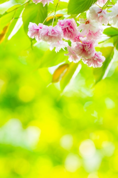 Photo pink cherry blossom sakura flower cherry blossom or sakura flower on blurry background