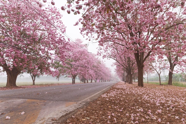 Le Pink Chompoo Panthip fleurit dans le parc