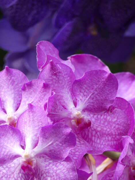 Photo pink orchid