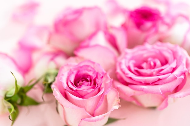 Pink Roses