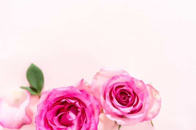 Pink Roses