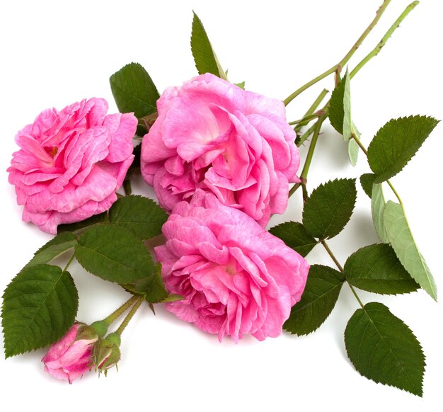 Pink Roses