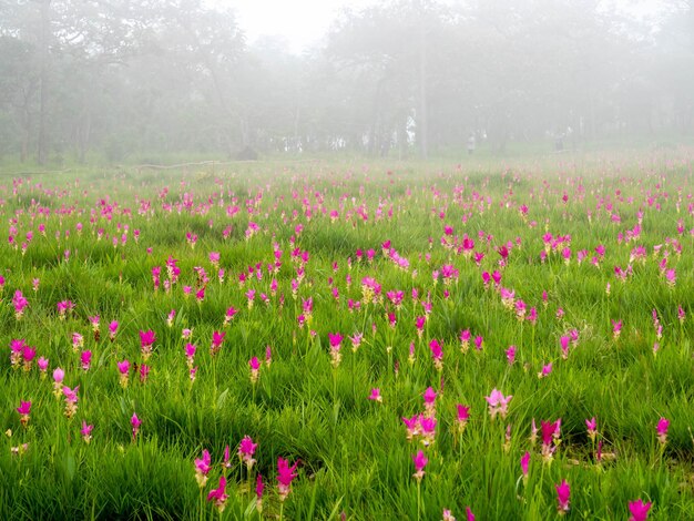 Pink Siam Tulip field sweet color pedals fleur entouré de champ vert en Thaïlande