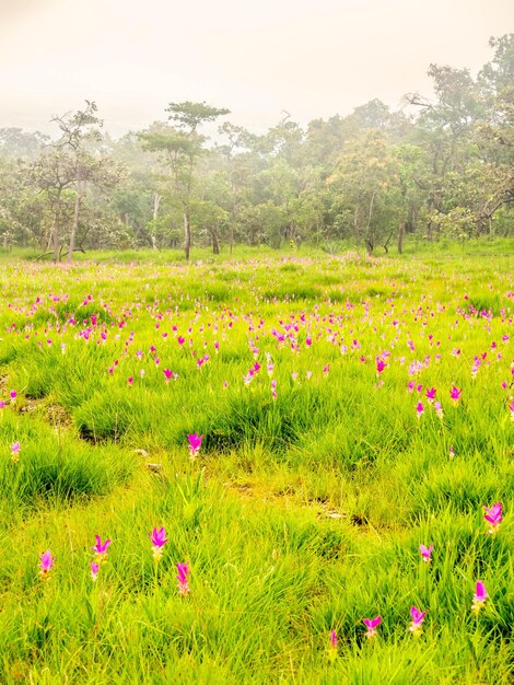 Pink Siam Tulip field sweet color pedals fleur entouré de champ vert en Thaïlande