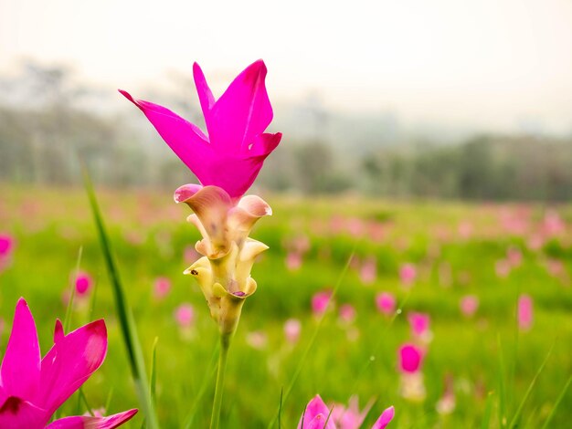 Pink Siam Tulip field sweet color pedals fleur entouré de champ vert en Thaïlande