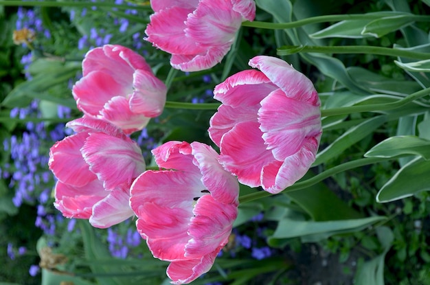 Pink tulipes