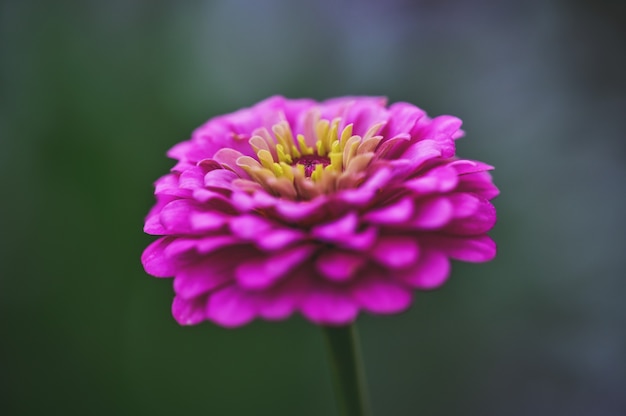 Pink Zinnia dans sa période de floraison.