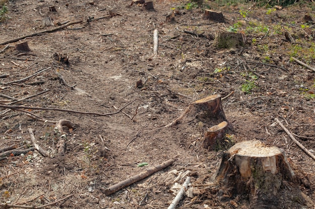 Pins abattus en forêt. Déforestation et exploitation forestière illégale