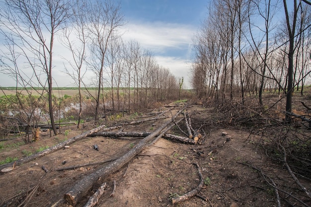 Pins après un incendie de forêt