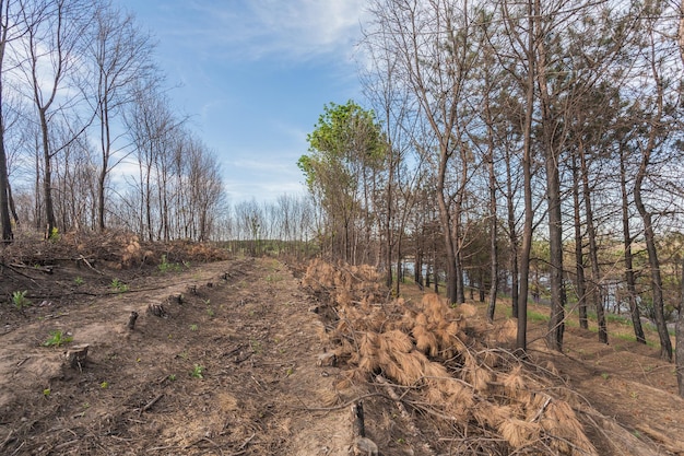 Pins après un incendie de forêt