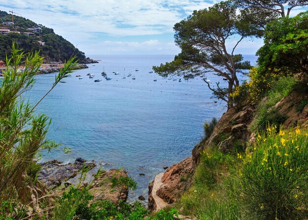 Pins au bord de la falaise au-dessus de la mer et buisson fleuri à fleurs jaunes