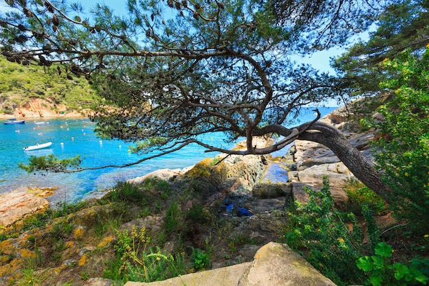 Pins avec cônes sur la côte rocheuse au-dessus de la mer