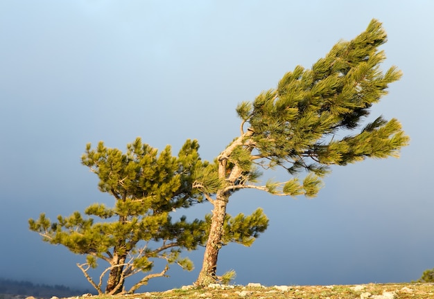 Photo pins conifères sur la surface du ciel couvert