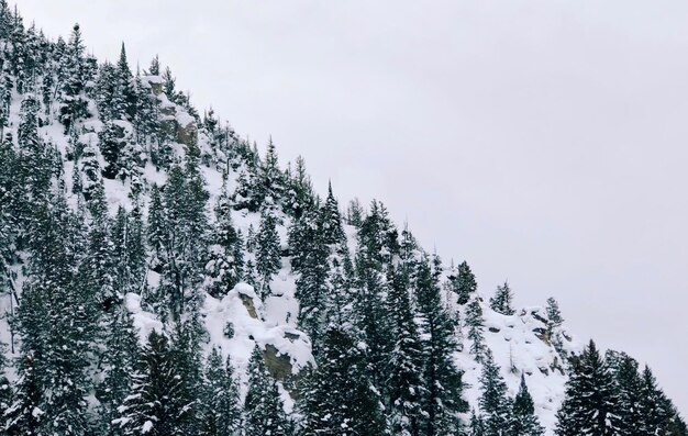 Photo des pins contre le ciel en hiver