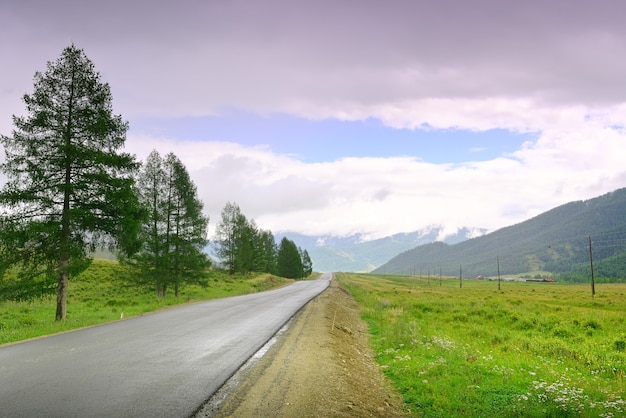 Pins sur le côté de la route le long d'un champ vert sous un ciel nuageux Sibérie Russie