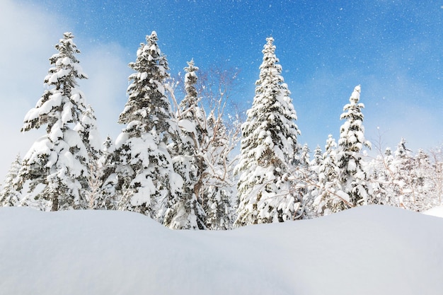 Des pins couverts de neige dans la forêt contre le ciel