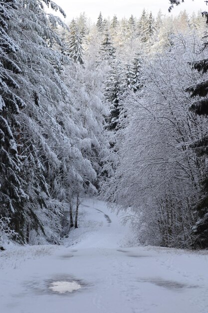 Des pins couverts de neige dans la forêt