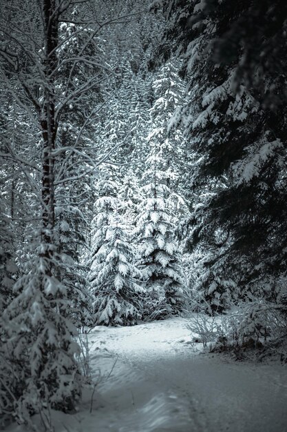 Photo des pins couverts de neige dans la forêt