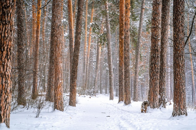 Photo pins couverts de neige en forêt beau panorama d'hiver