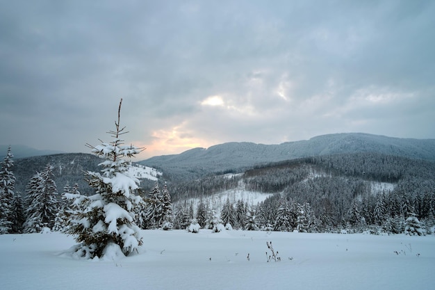 Pins couverts de neige fraîche tombée dans la forêt de montagne d'hiver en soirée froide et sombre.