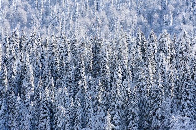 Pins couverts de neige et de glace par une journée ensoleillée