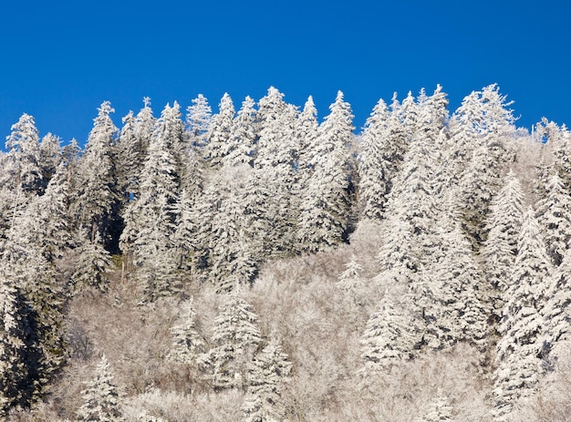 Pins couverts de neige sur l'horizon