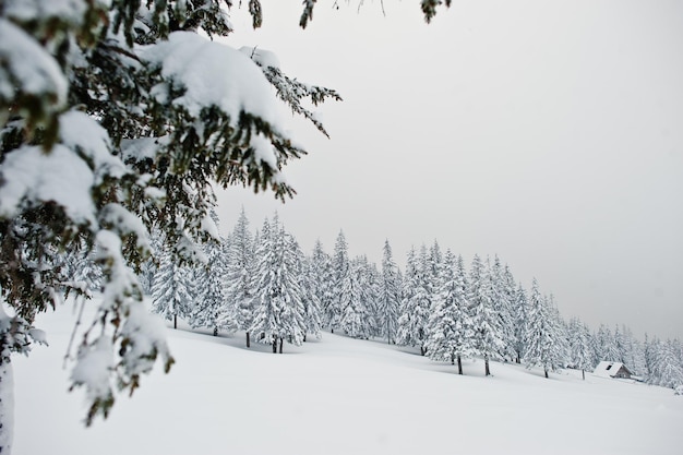 Pins couverts de neige sur la montagne Chomiak Beaux paysages d'hiver des montagnes des Carpates Ukraine Frost nature