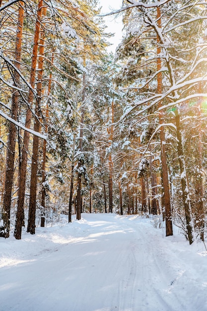 Pins couverts de neige par une journée ensoleillée glaciale en hiver Magnifique panorama d'hiver forêt enneigée