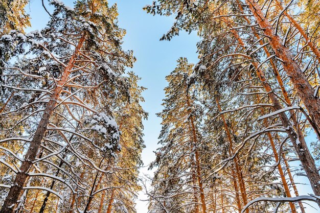 Pins couverts de neige par une journée ensoleillée glaciale en hiver Magnifique panorama d'hiver forêt enneigée