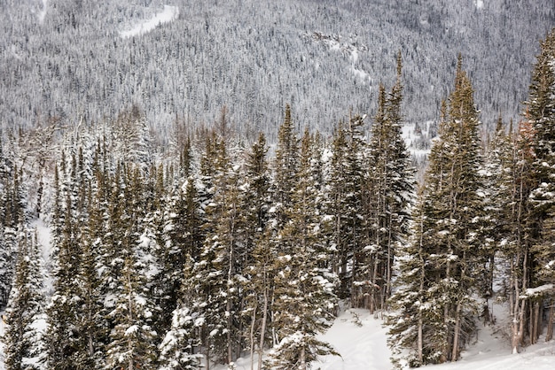 Pins couverts de neige sur le versant de la montagne alp