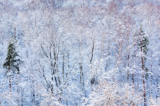 Pins dans les bois de neige en hiver