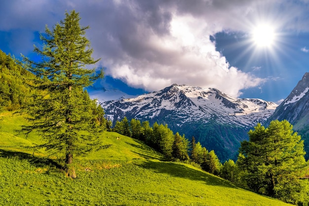 Pins dans les champs en montagnes Alp MartignyCombe Martigny