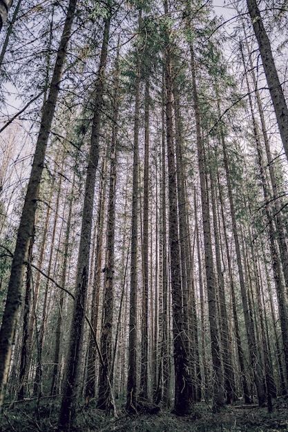 Pins dans une forêt en automne